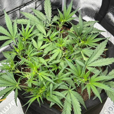 Mimosa Auto 🍊🥂 growlog timeline photo