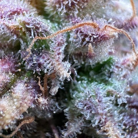 Wedding Cake 🍰 growlog timeline photo