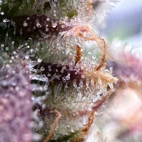 Wedding Cake 🍰 growlog timeline photo