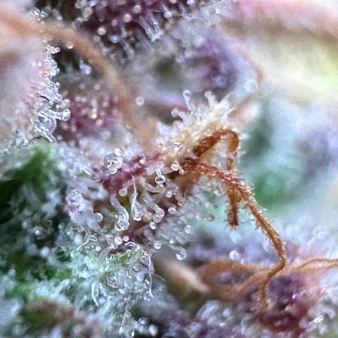 Wedding Cake 🍰 growlog timeline photo