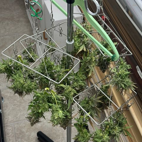 Wedding Cake 🍰 growlog timeline photo