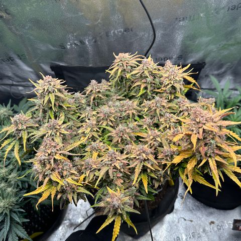 Wedding Cake 🍰 growlog timeline photo