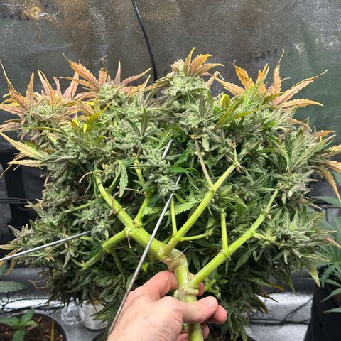 Wedding Cake 🍰 growlog timeline photo
