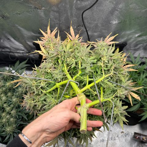 Wedding Cake 🍰 growlog timeline photo