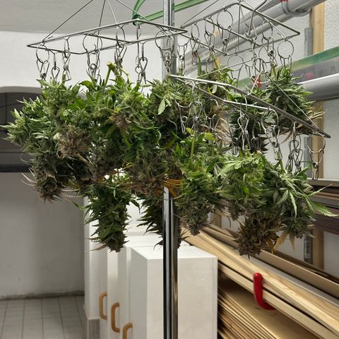 Wedding Cake 🍰 growlog timeline photo