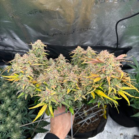 Wedding Cake 🍰 growlog timeline photo