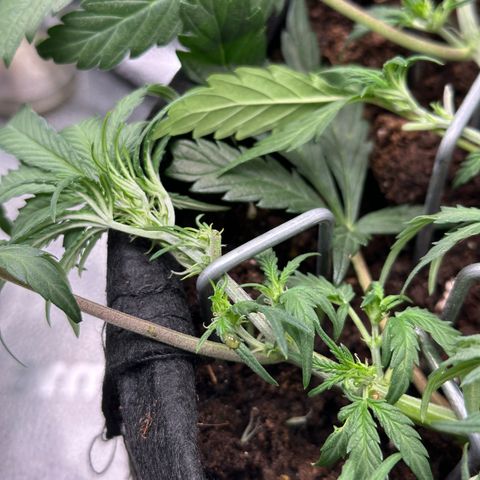 Mimosa Auto 🍊🥂 growlog timeline photo