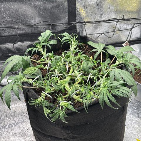Mimosa Auto 🍊🥂 growlog timeline photo