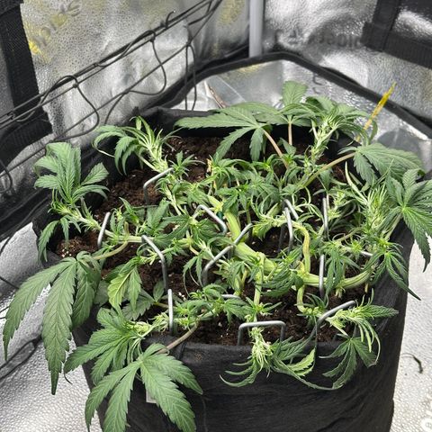 Mimosa Auto 🍊🥂 growlog timeline photo