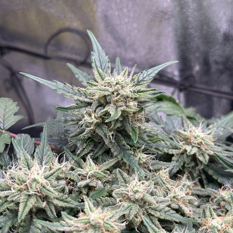 Triple G Automatic growlog timeline photo