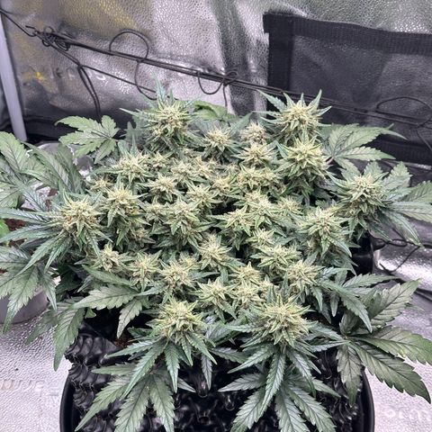 Triple G Automatic growlog timeline photo