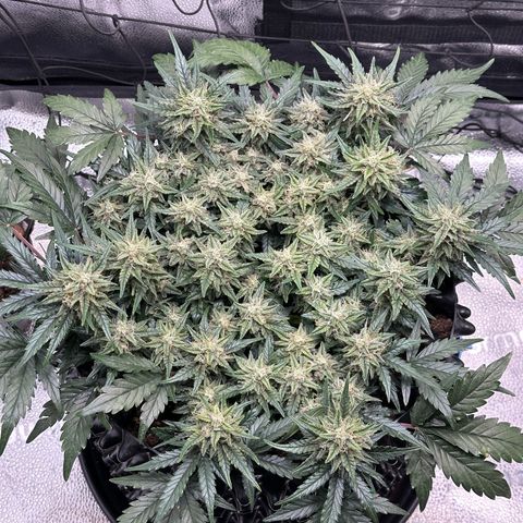Triple G Automatic growlog timeline photo
