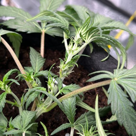 Mimosa Auto 🍊🥂 growlog timeline photo