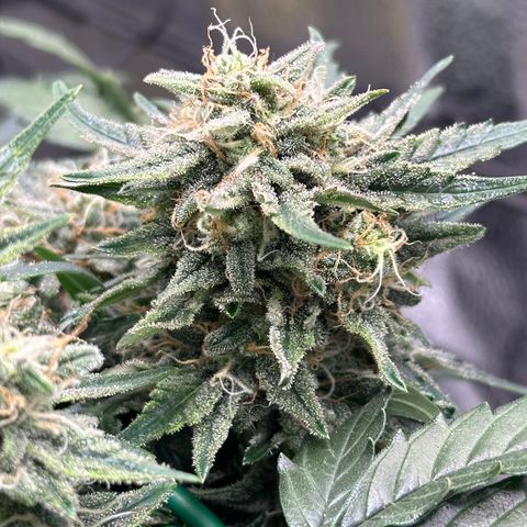 Triple G Automatic growlog timeline photo