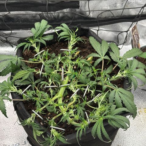 Mimosa Auto 🍊🥂 growlog timeline photo