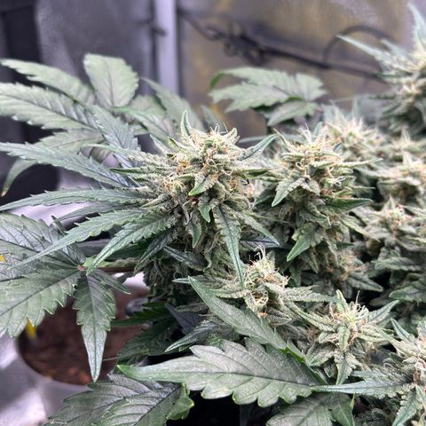 Triple G Automatic growlog timeline photo