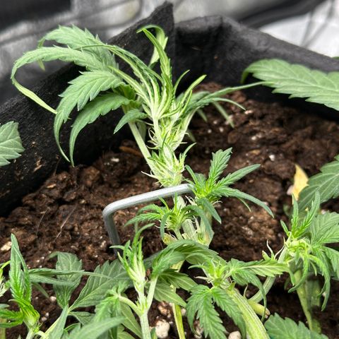 Mimosa Auto 🍊🥂 growlog timeline photo