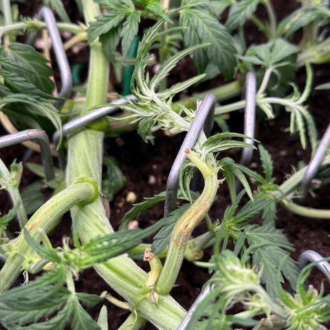 Mimosa Auto 🍊🥂 growlog timeline photo