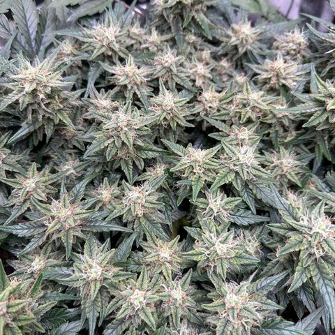 Triple G Automatic growlog timeline photo