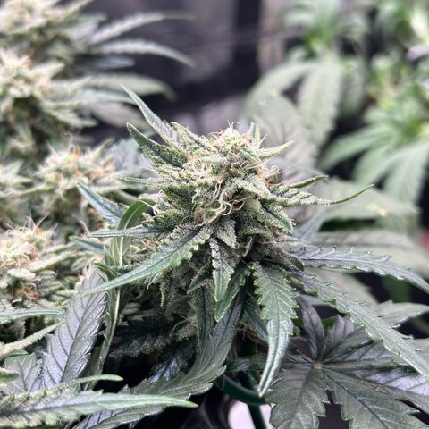Triple G Automatic growlog timeline photo