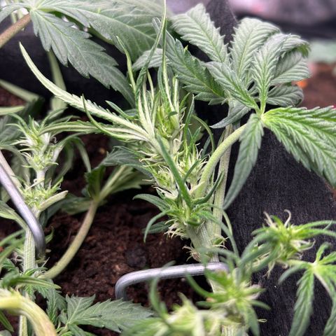 Mimosa Auto 🍊🥂 growlog timeline photo
