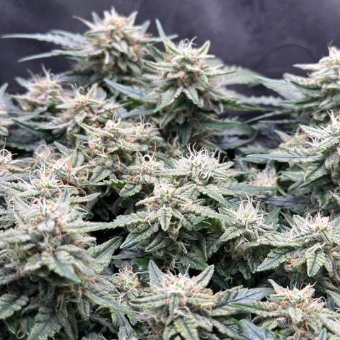 Triple G Automatic growlog timeline photo