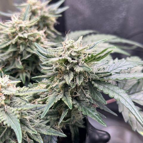 Triple G Automatic growlog timeline photo