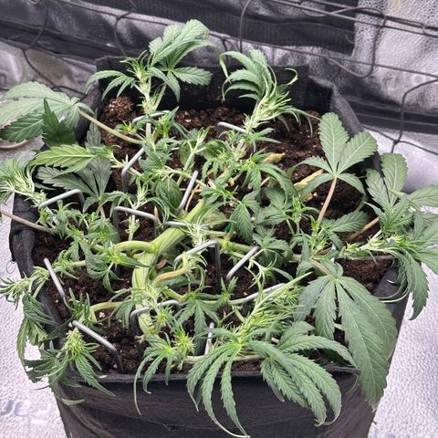 Mimosa Auto 🍊🥂 growlog timeline photo