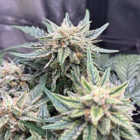Triple G Automatic growlog timeline photo