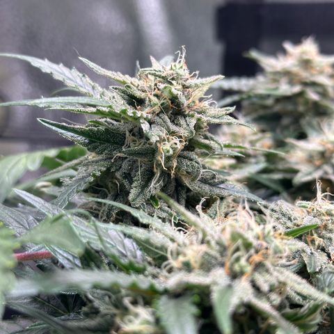 Triple G Automatic growlog timeline photo