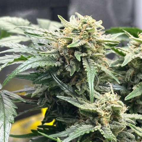Triple G Automatic growlog timeline photo
