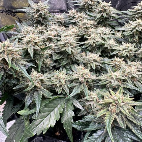 Triple G Automatic growlog timeline photo