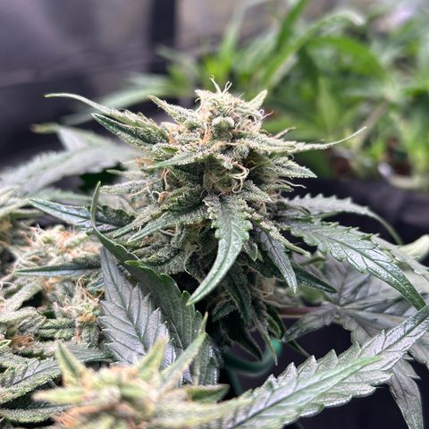 Triple G Automatic growlog timeline photo
