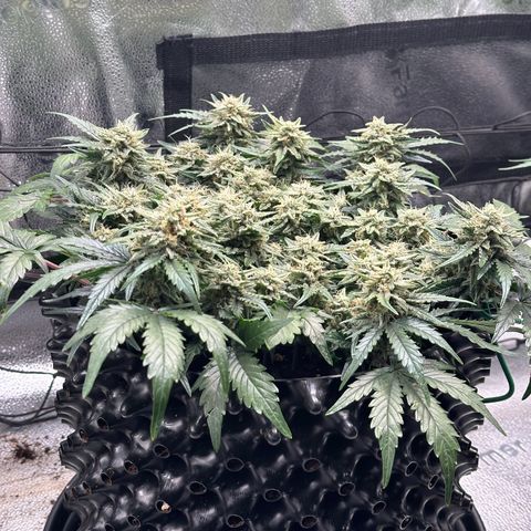 Triple G Automatic growlog timeline photo