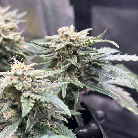 Triple G Automatic growlog timeline photo