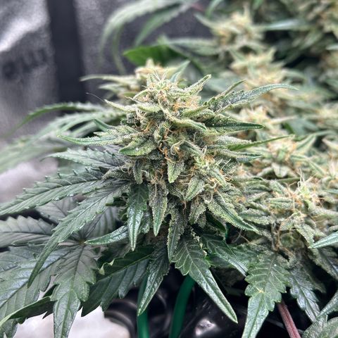 Triple G Automatic growlog timeline photo