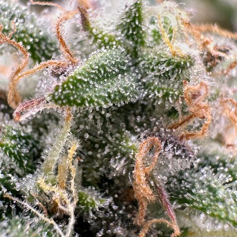 Triple G Automatic growlog timeline photo