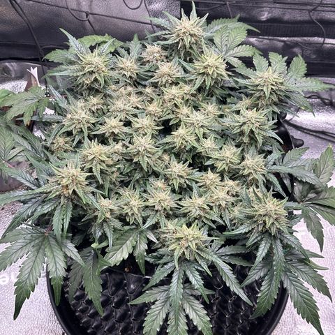 Triple G Automatic growlog timeline photo