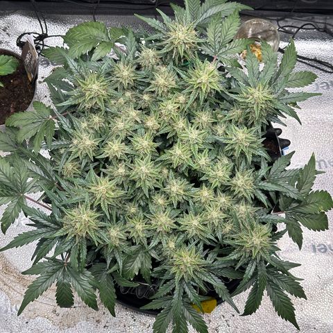 Triple G Automatic growlog timeline photo
