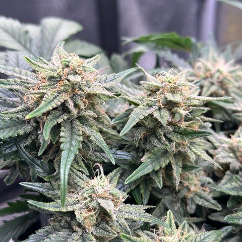 Triple G Automatic growlog timeline photo