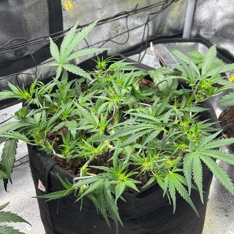 Mimosa Auto 🍊🥂 growlog timeline photo