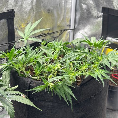 Mimosa Auto 🍊🥂 growlog timeline photo