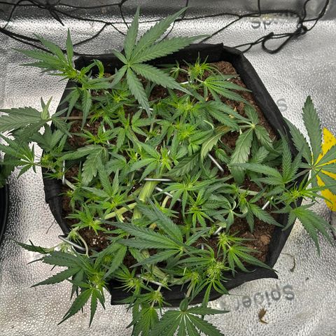 Mimosa Auto 🍊🥂 growlog timeline photo