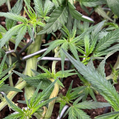Mimosa Auto 🍊🥂 growlog timeline photo