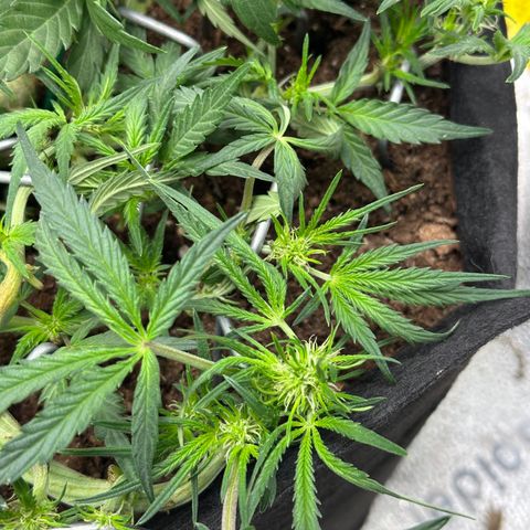 Mimosa Auto 🍊🥂 growlog timeline photo