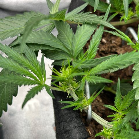 Mimosa Auto 🍊🥂 growlog timeline photo