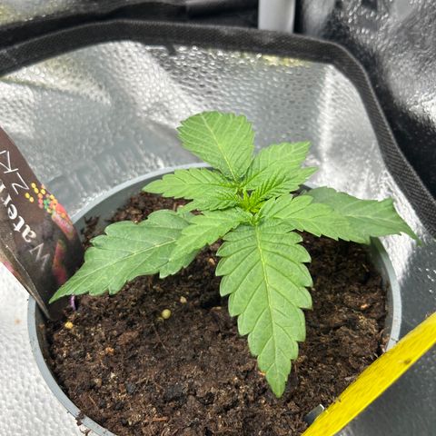 Watermelon Zkittlez 🍉🍭 growlog timeline photo