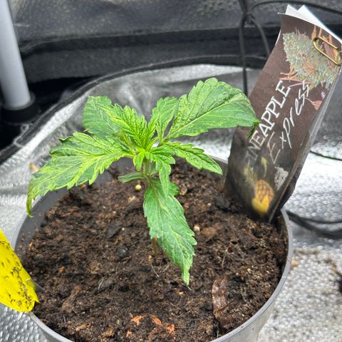 Pineapple Express 🍍 growlog timeline photo
