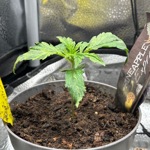 Pineapple Express 🍍 growlog timeline photo