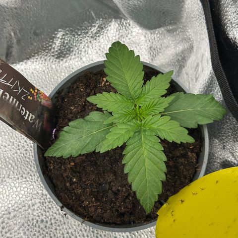Watermelon Zkittlez 🍉🍭 growlog timeline photo